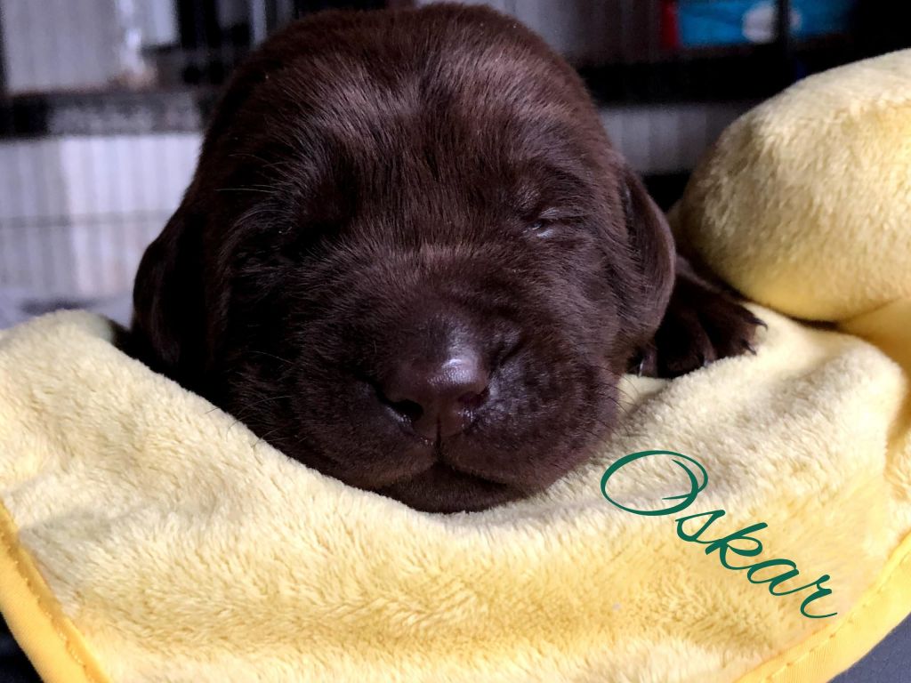 Oskar 2.jpg