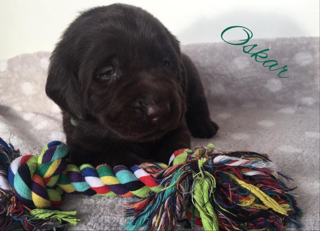 Oskar 3.jpg