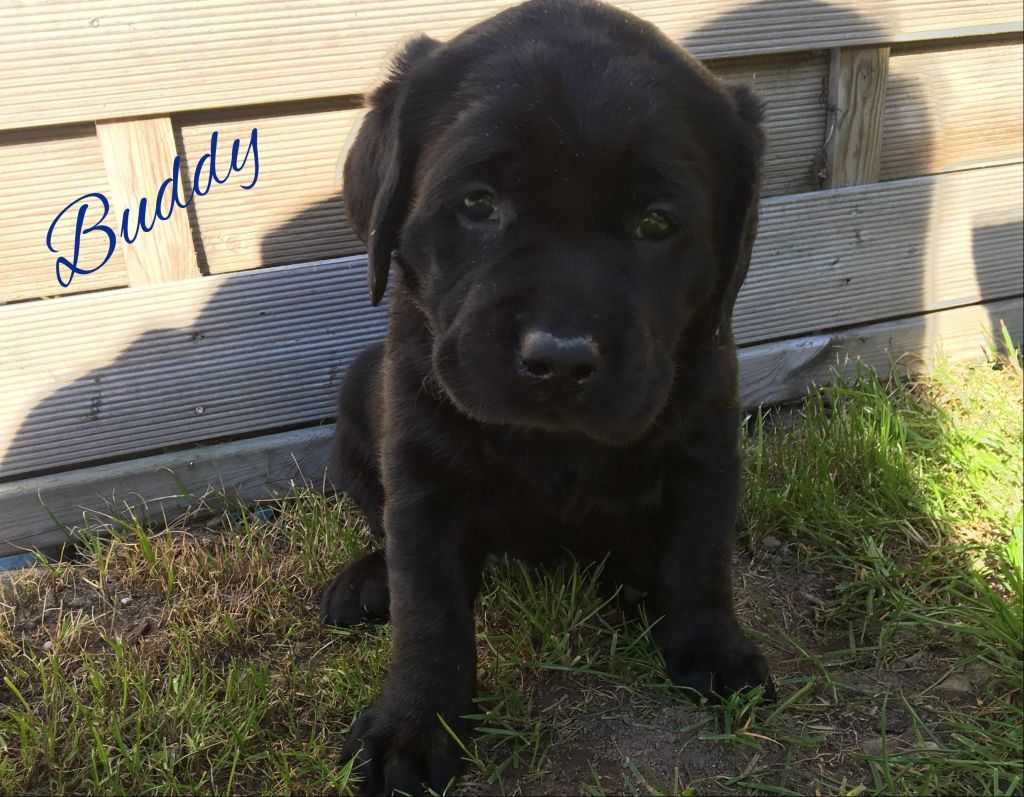 Buddy 5.jpg
