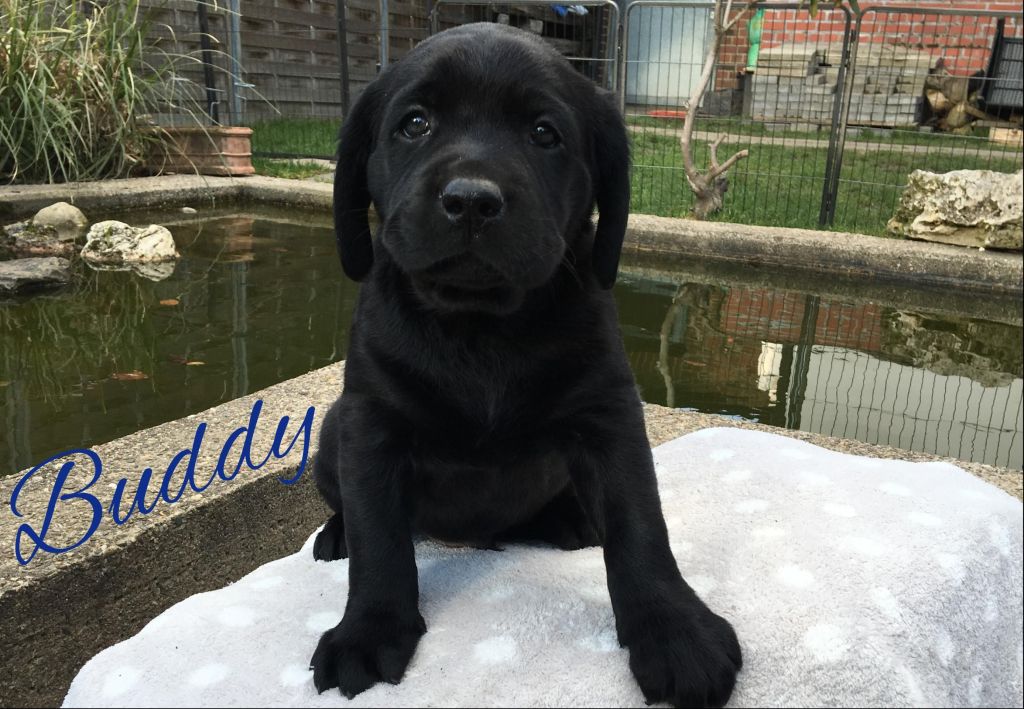 Buddy 6.jpg