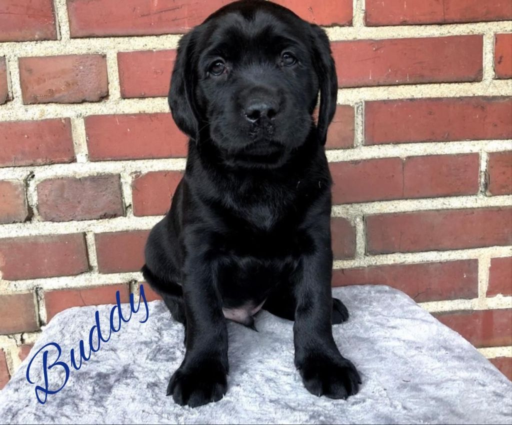 Buddy 7.jpg