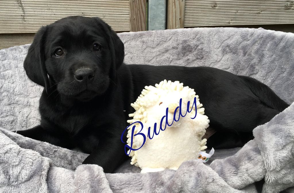 Buddy 8.jpg