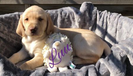 Luu 8.jpg
