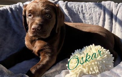 Oskar 8.jpg