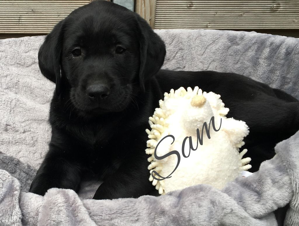 Sam 8.jpg
