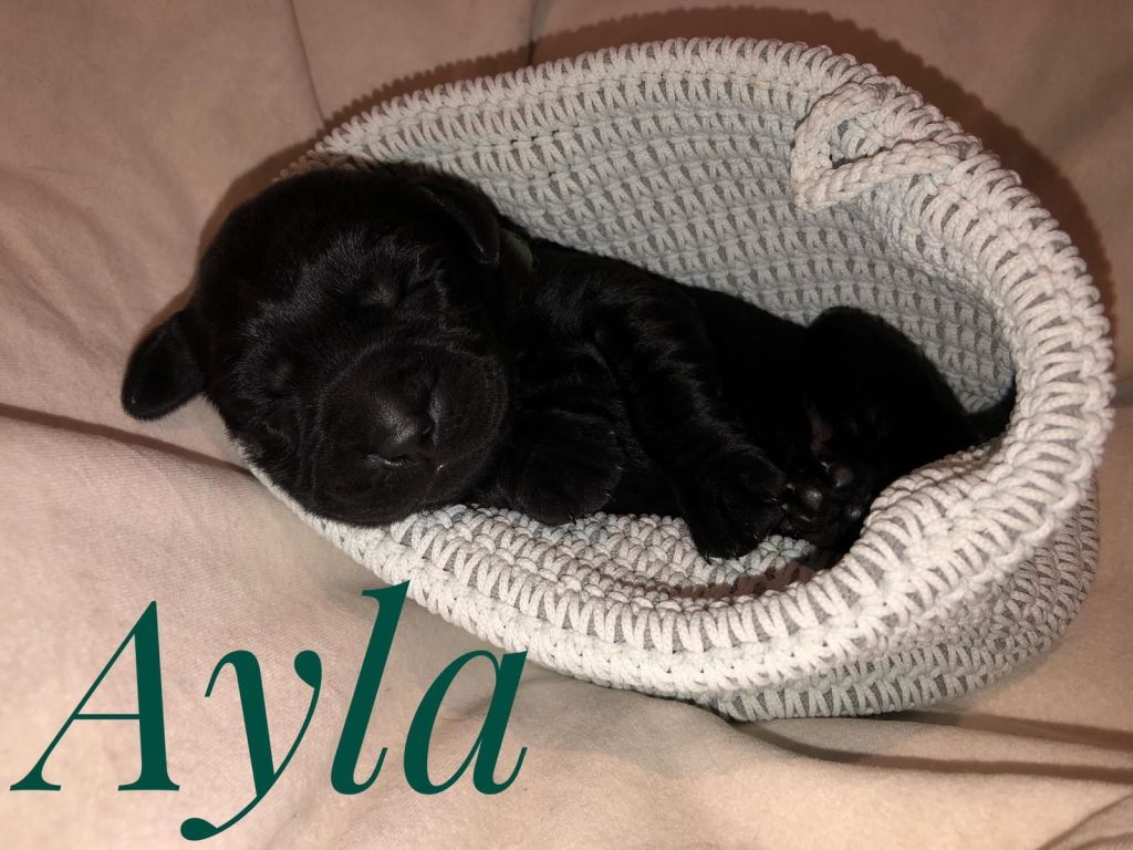 Ayla.jpg