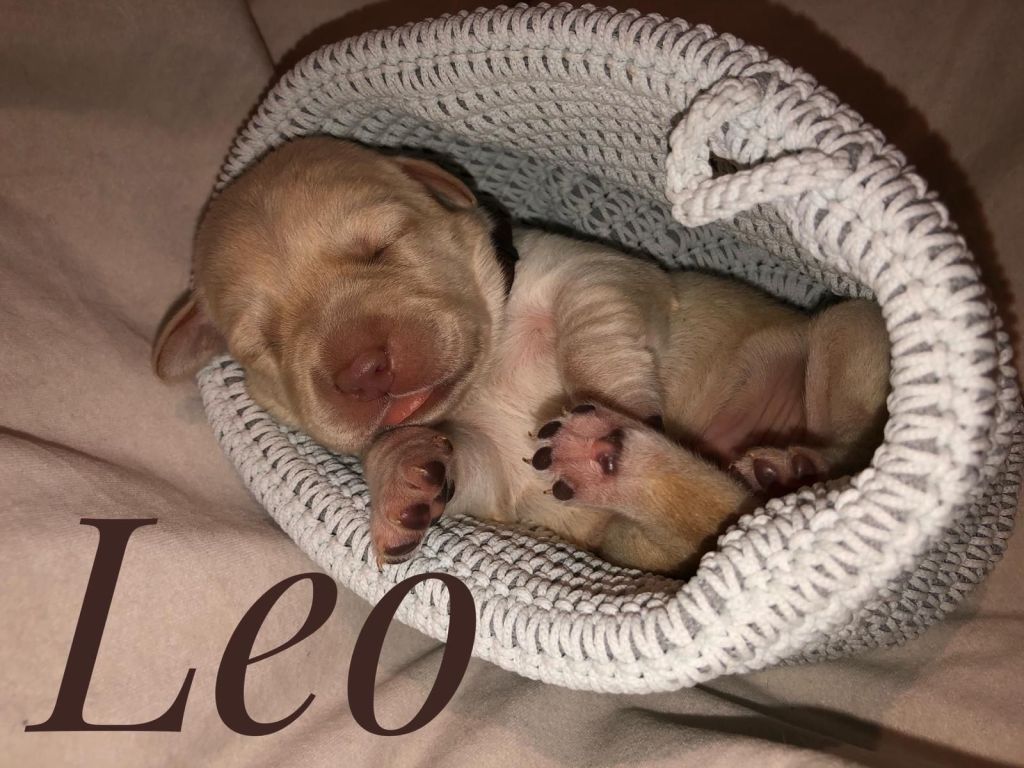 Leo.jpg