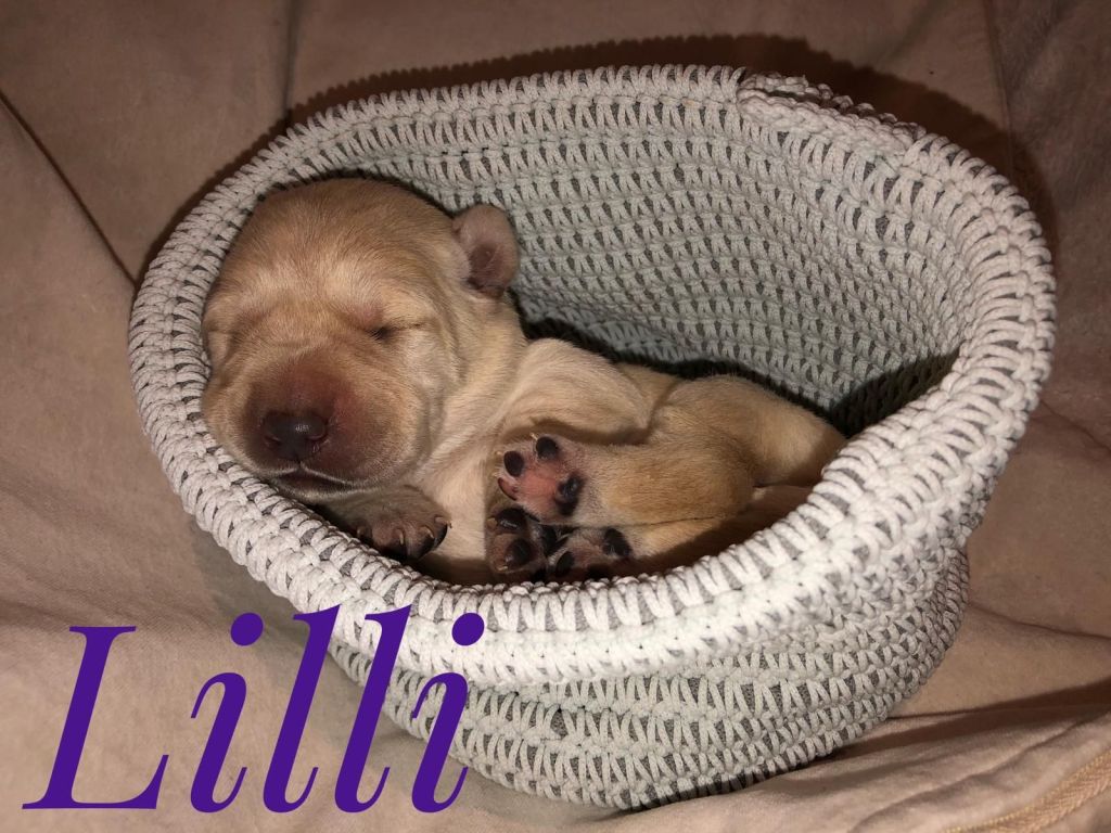 Lilli.jpg