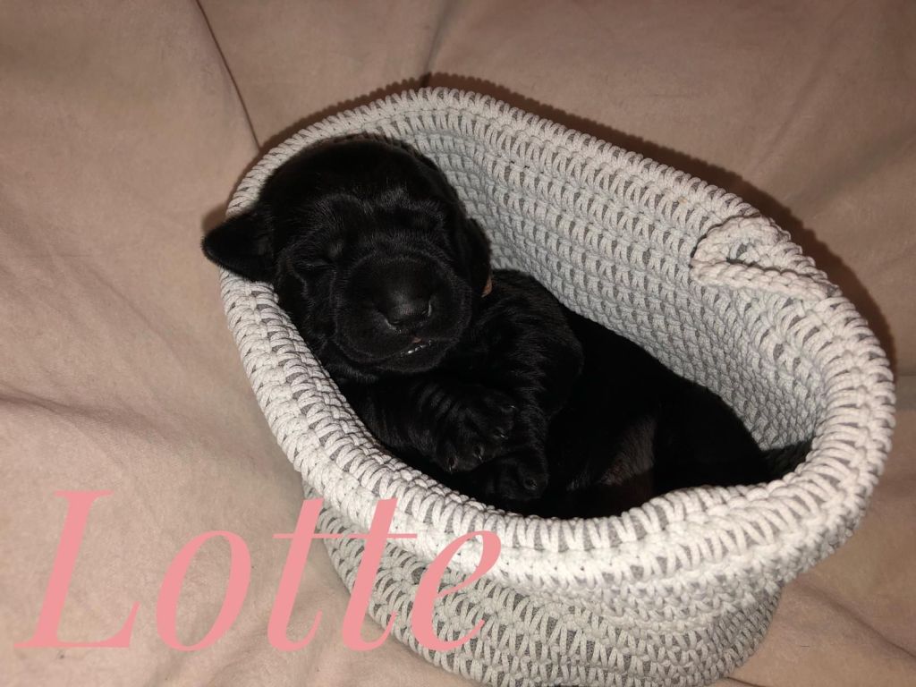 Lotte.jpg