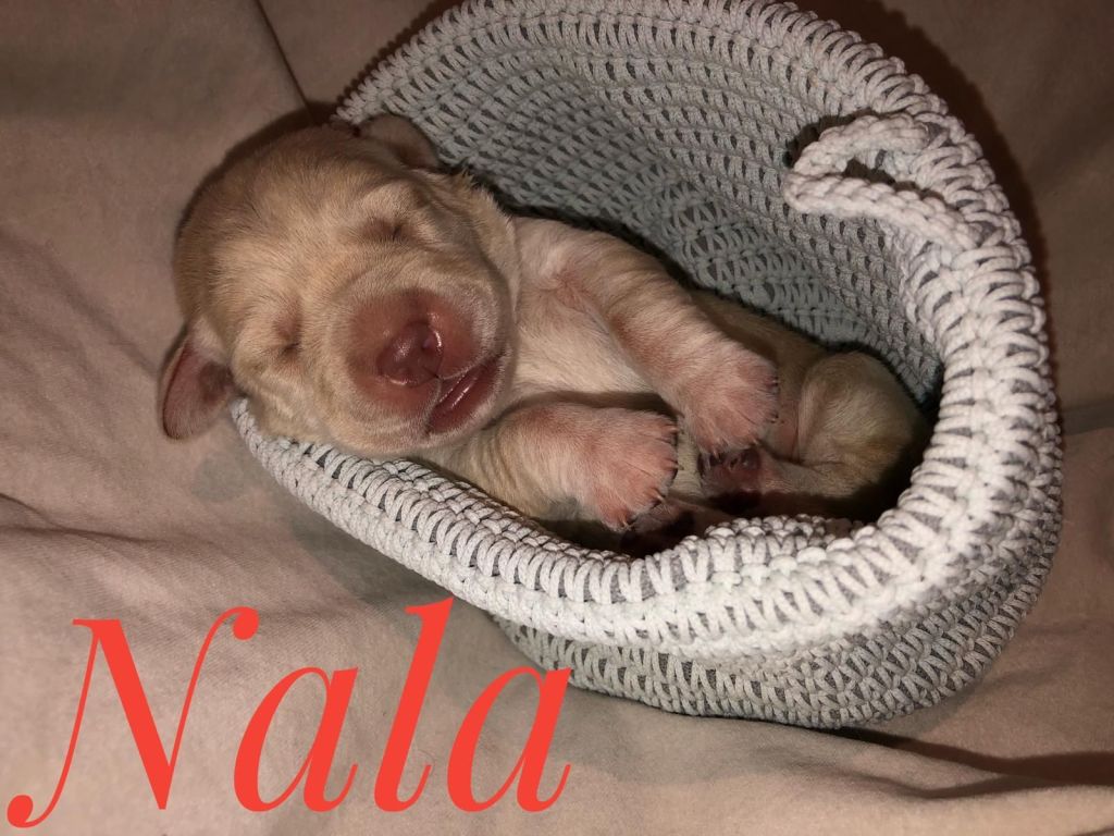 Nala.jpg