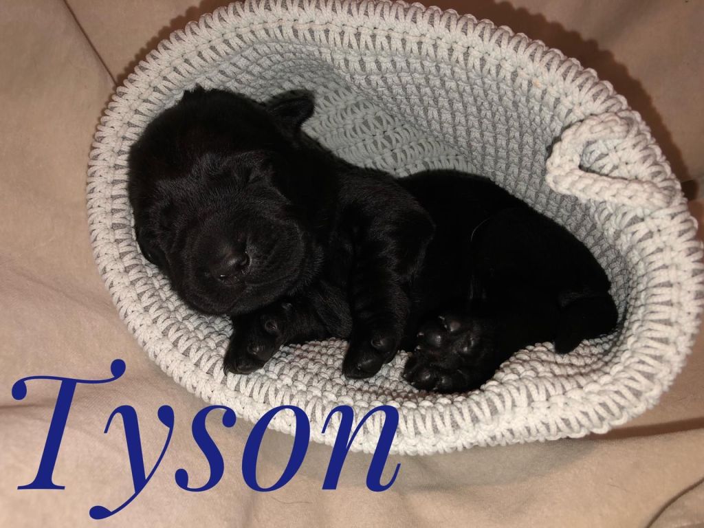 Tyson.jpg