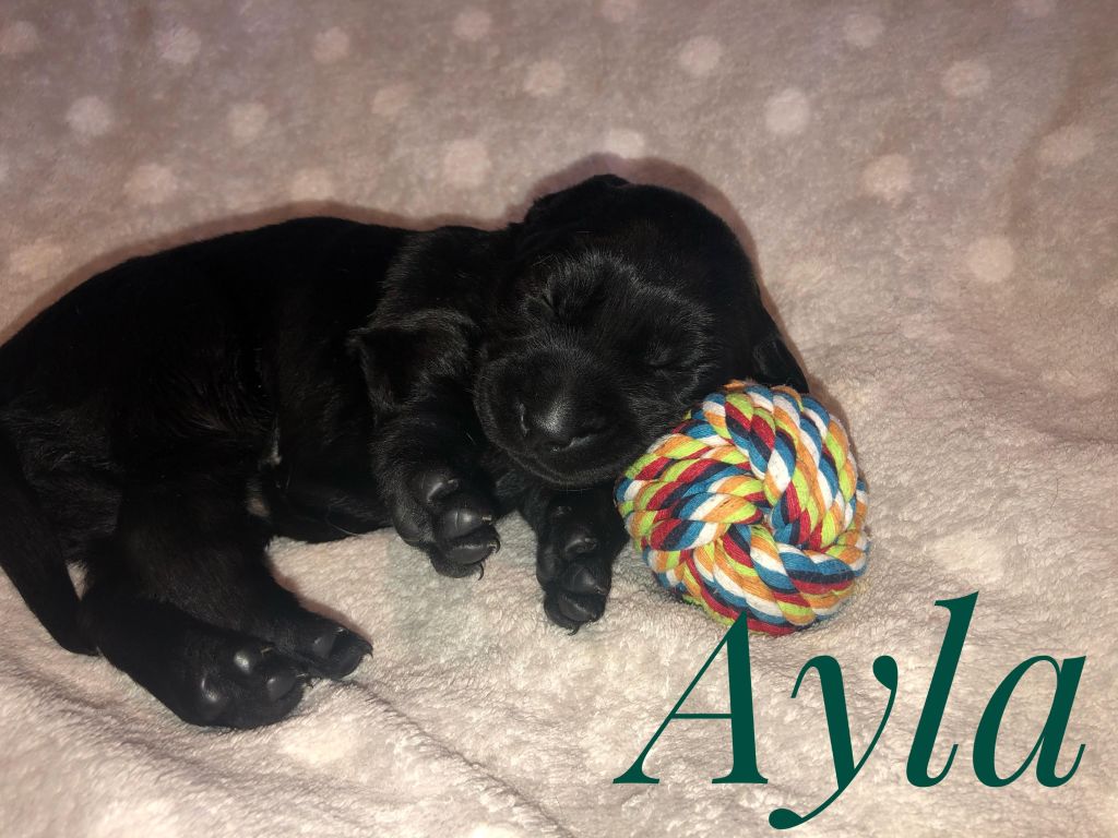 Ayla.jpg