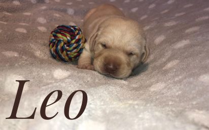 Leo.jpg
