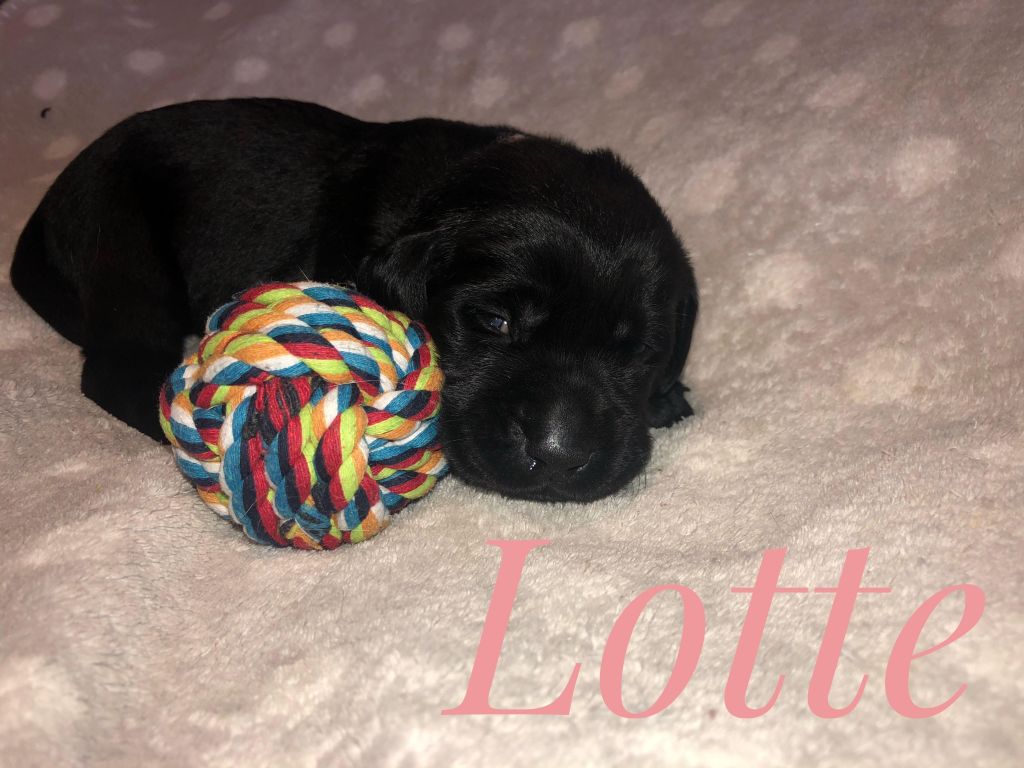 Lotte.jpg