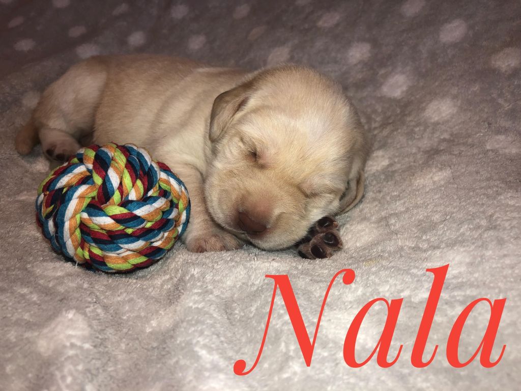 Nala.jpg