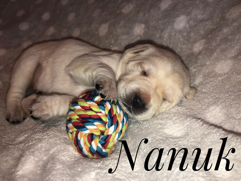 Nanuk.jpg