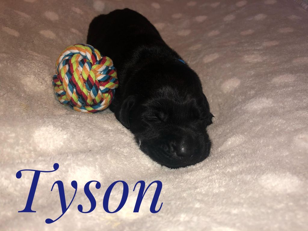 Tyson.jpg