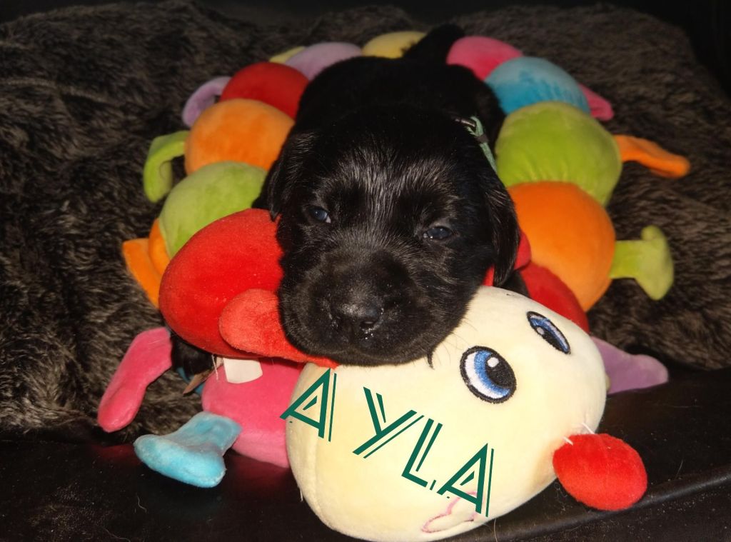 Ayla.jpg