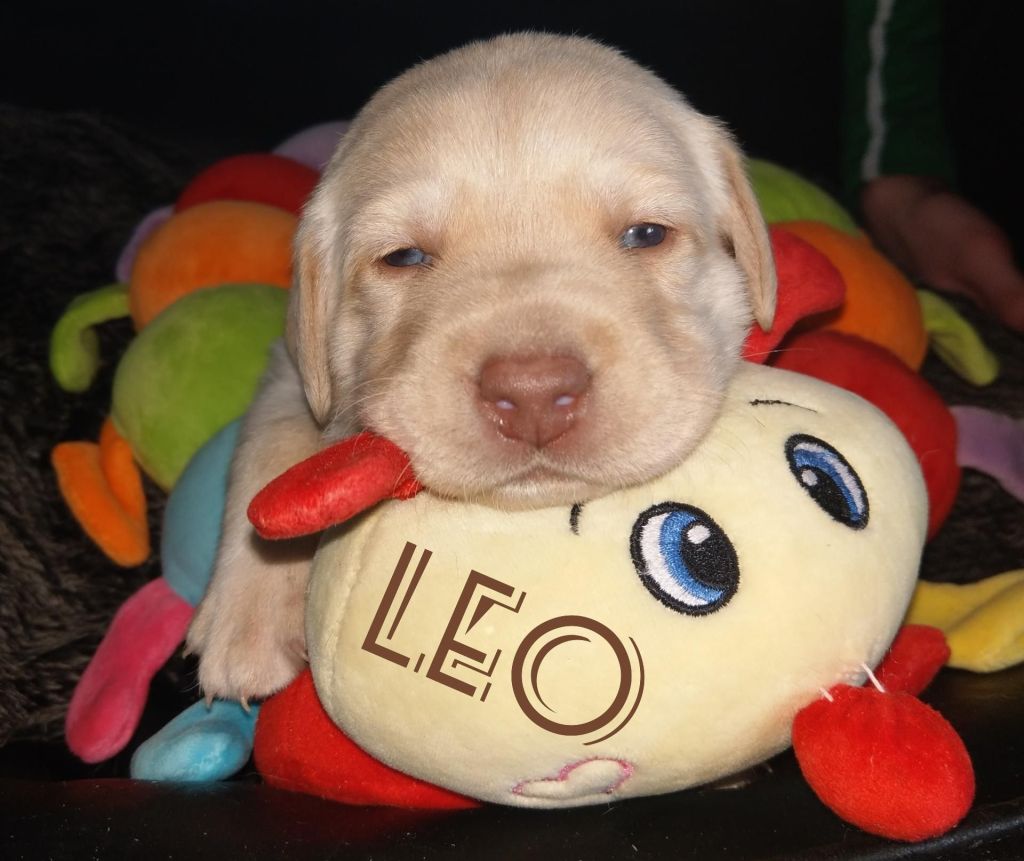 Leo.jpg