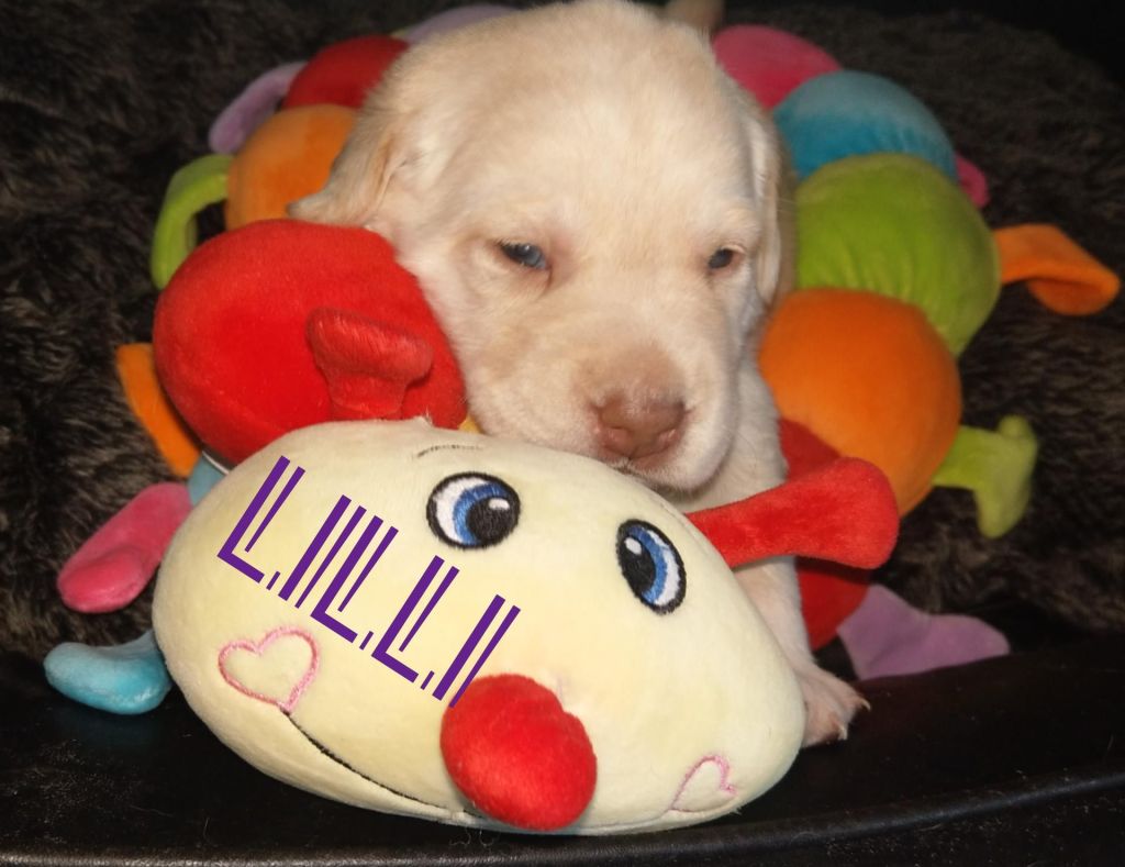 Lilli.jpg