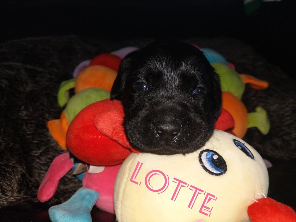 Lotte.jpg