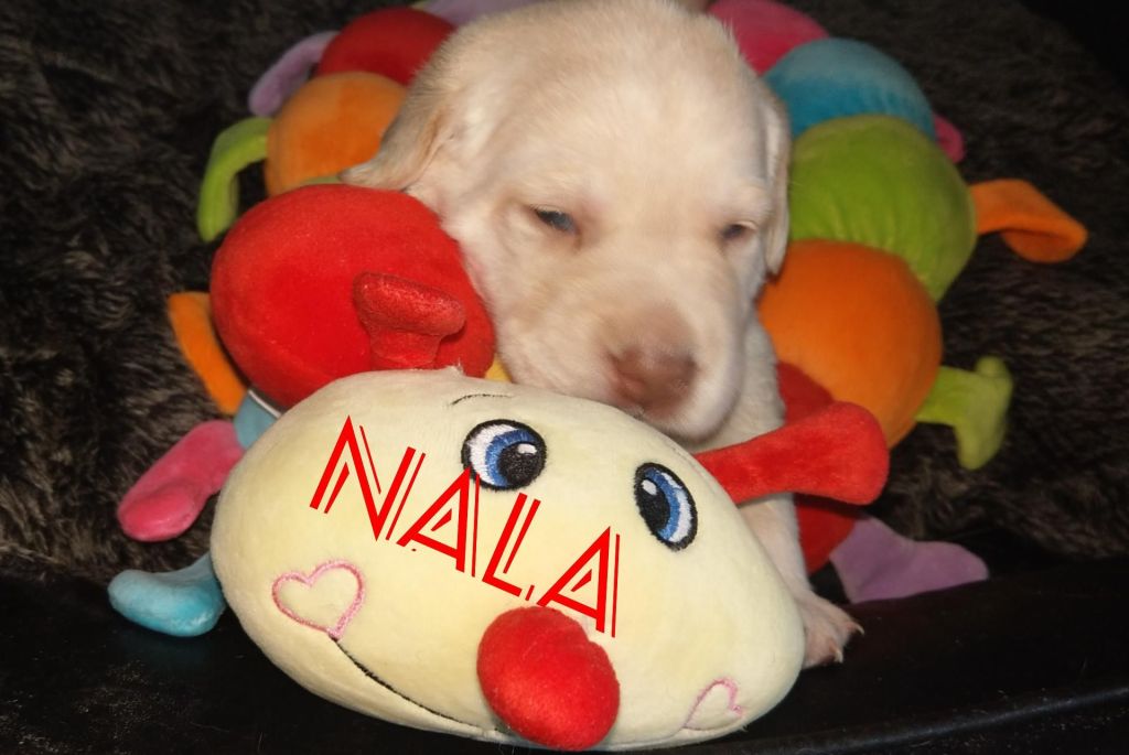 Nala.jpg