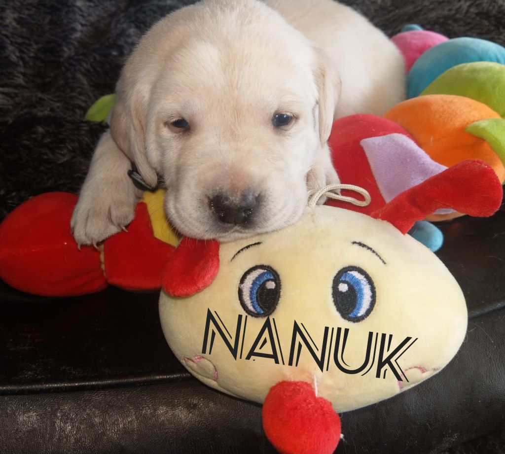 Nanuk.jpg