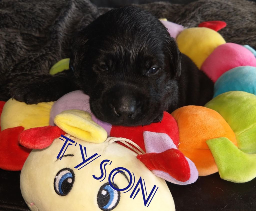 Tyson.jpg