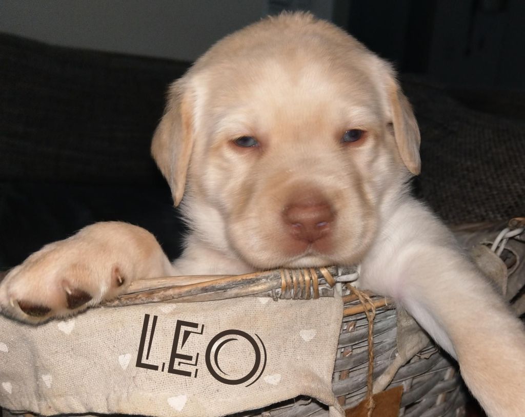 Leo.jpg