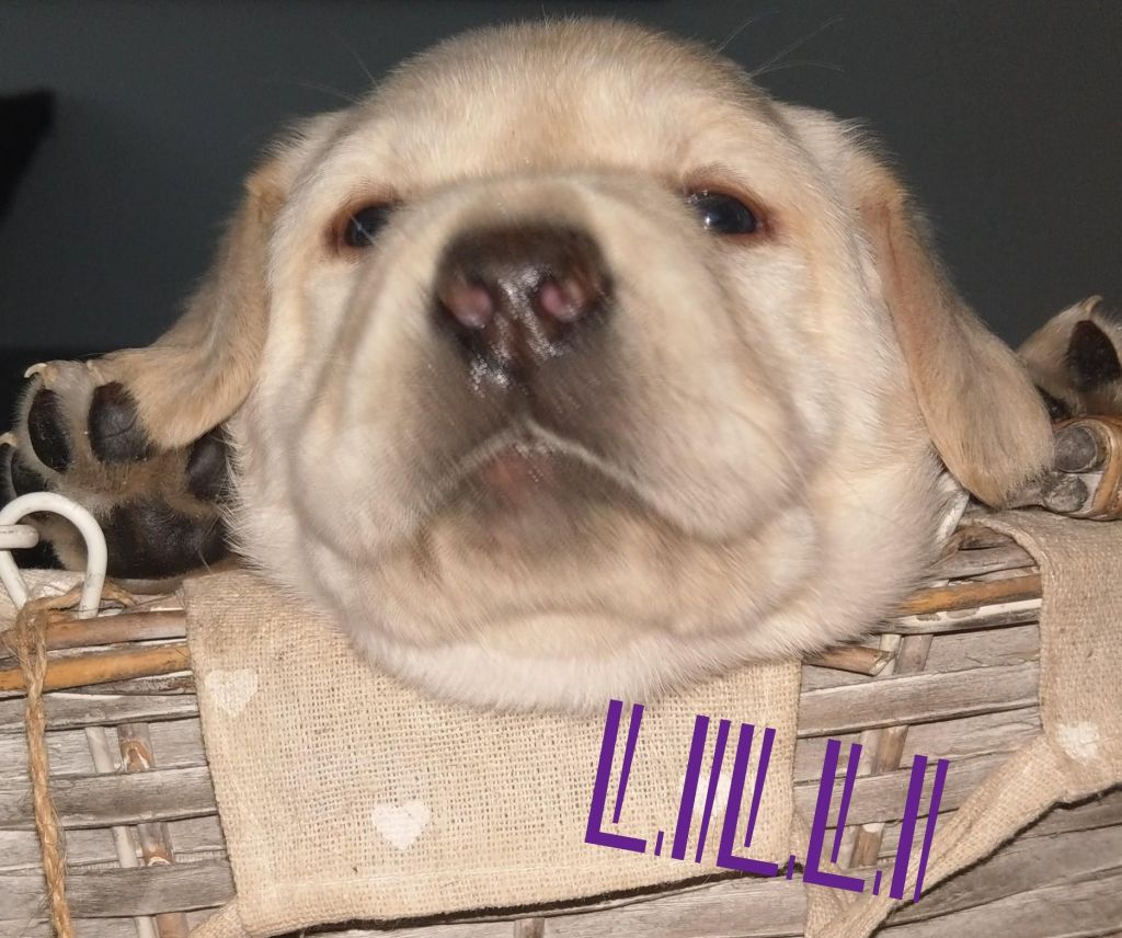 Lilli.jpg