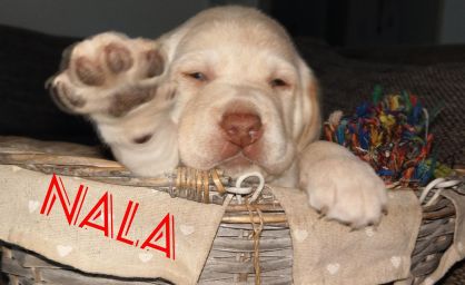 Nala.jpg