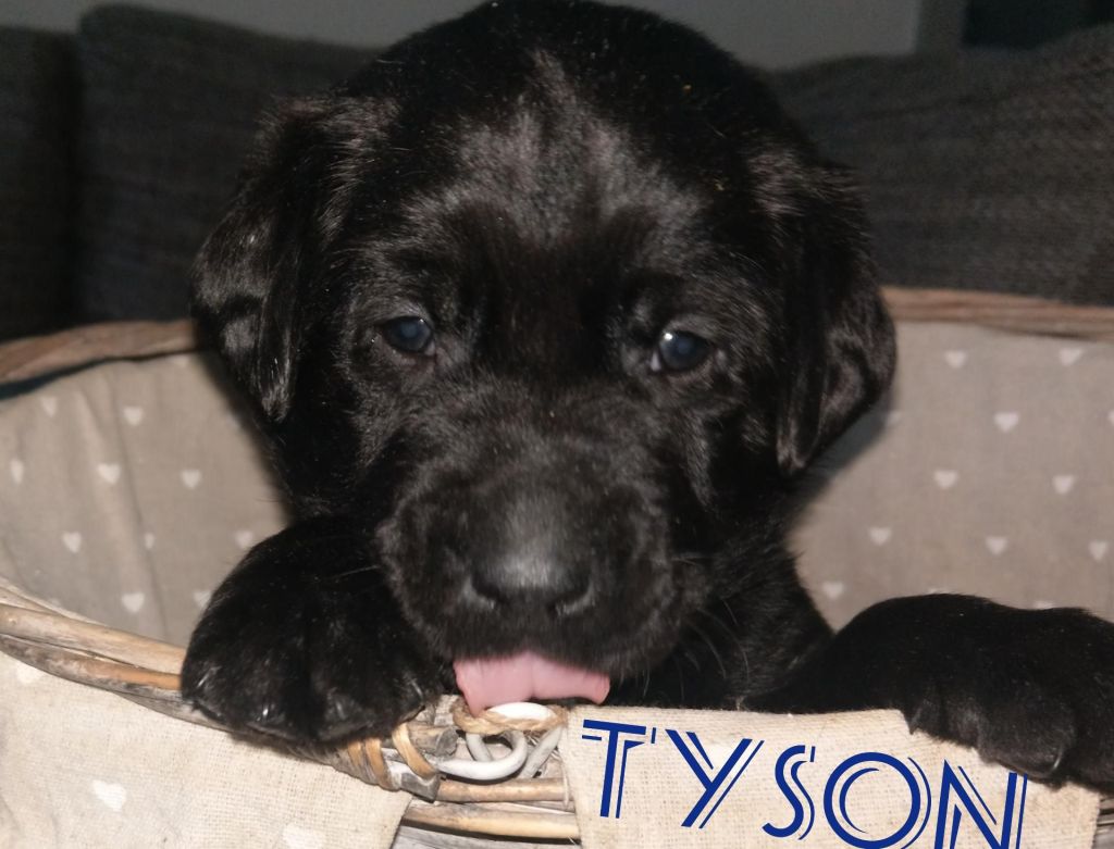 Tyson.jpg