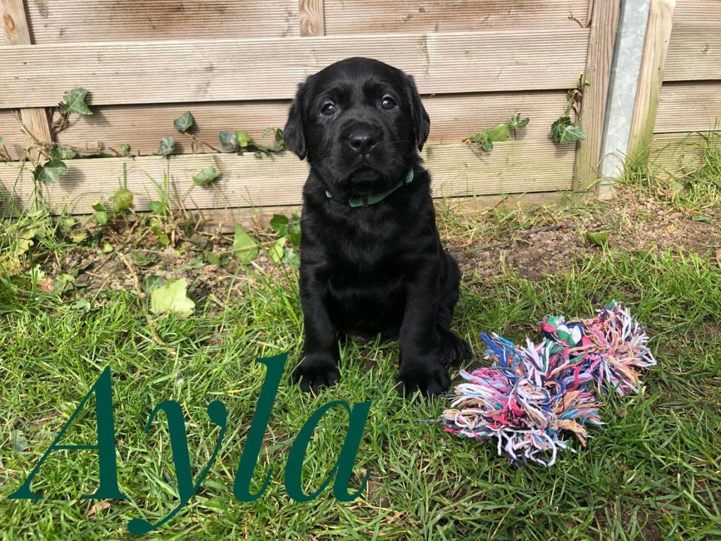 Ayla.jpg