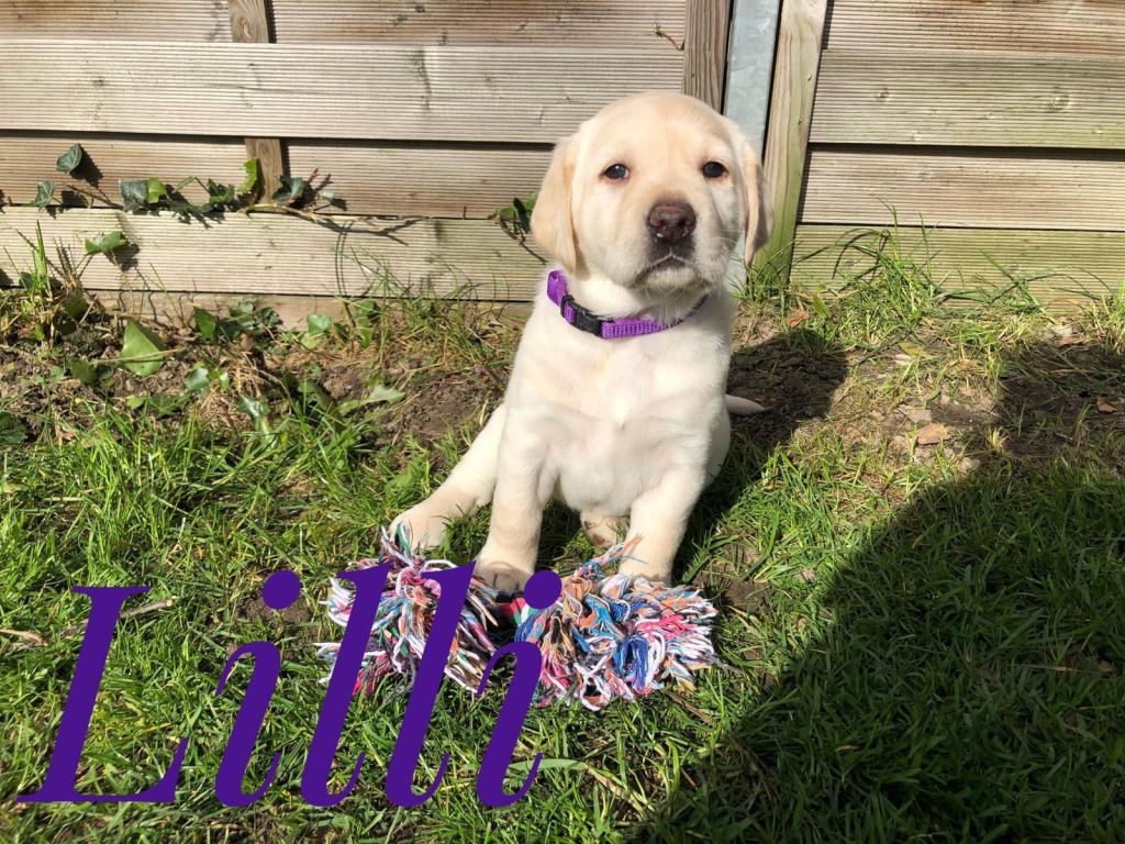 Lilli.jpg