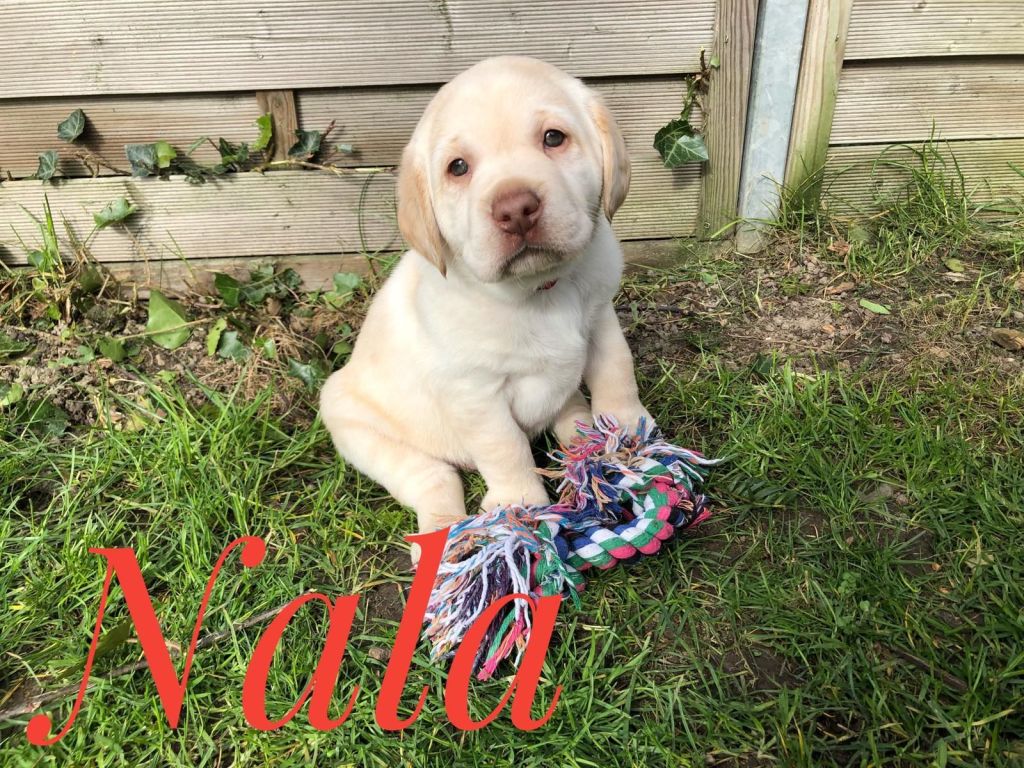 Nala.jpg