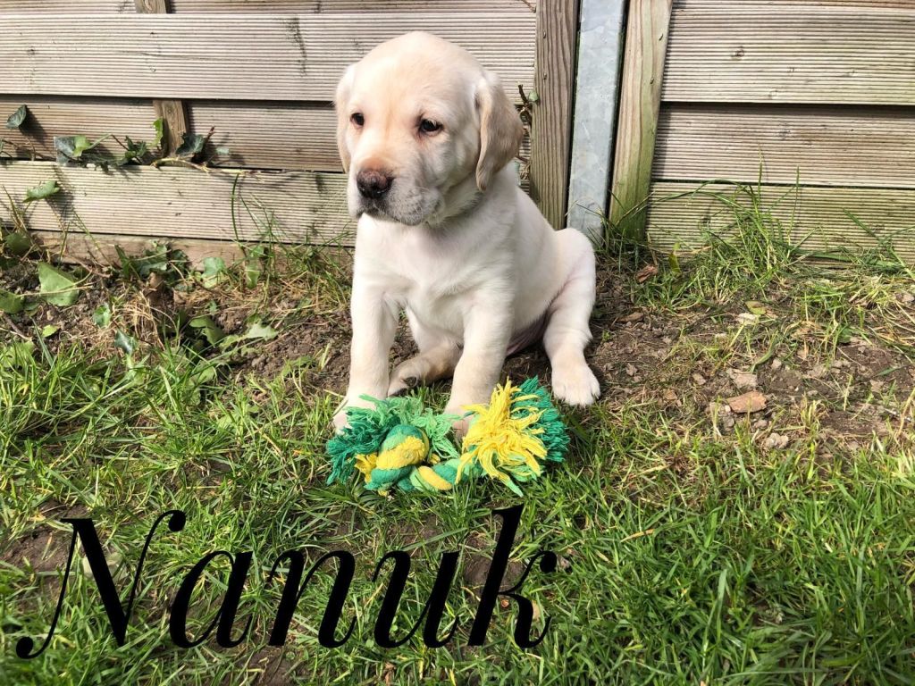 Nanuk.jpg