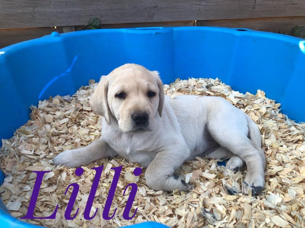 Lilli.jpg
