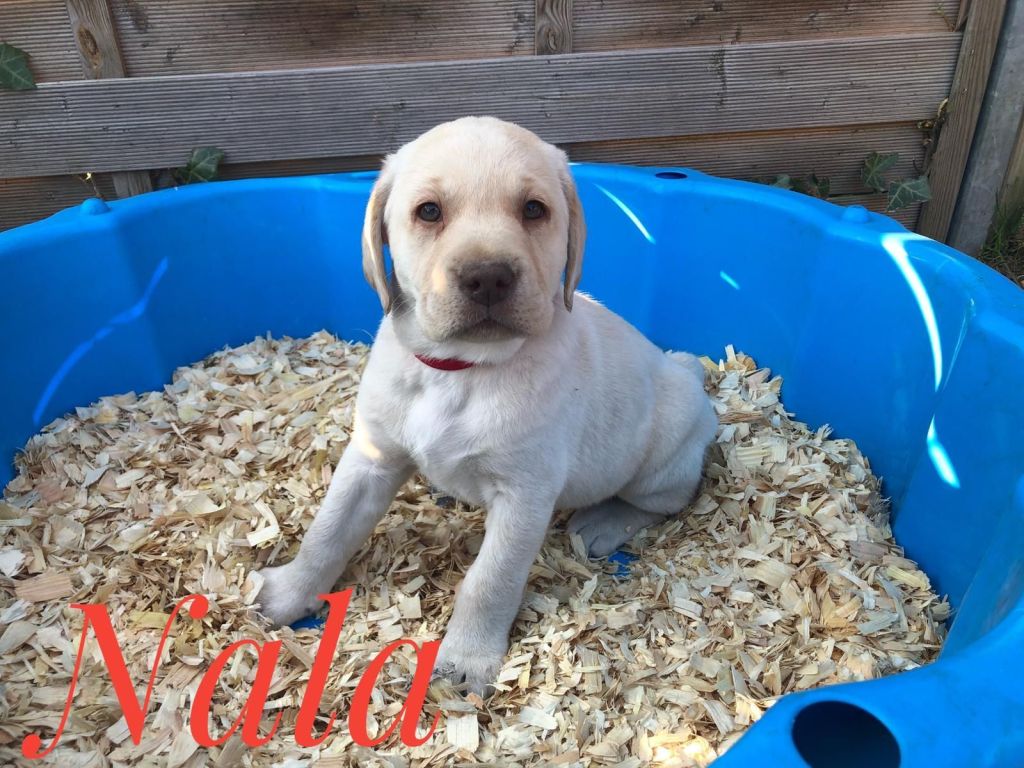 Nala.jpg