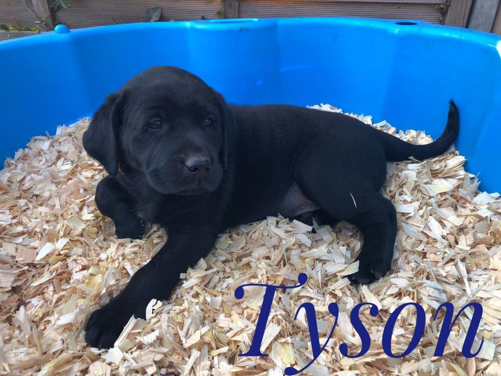 Tyson.jpg