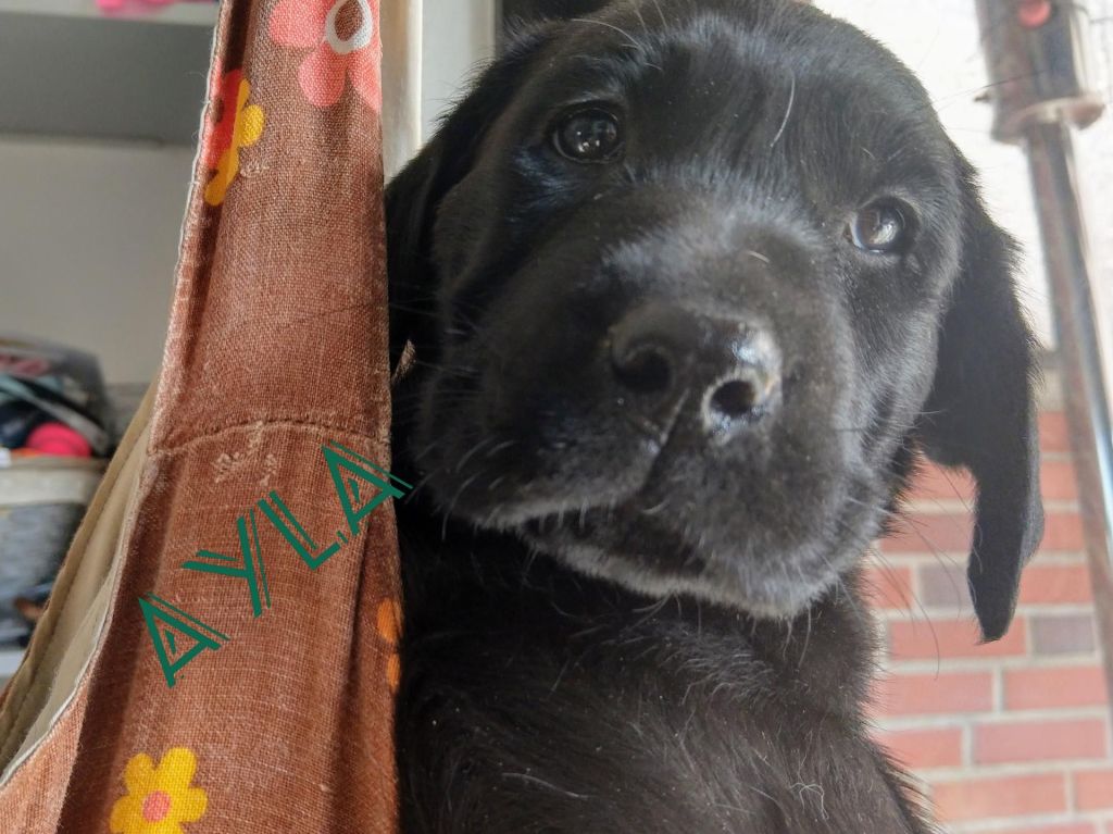 Ayla.jpg