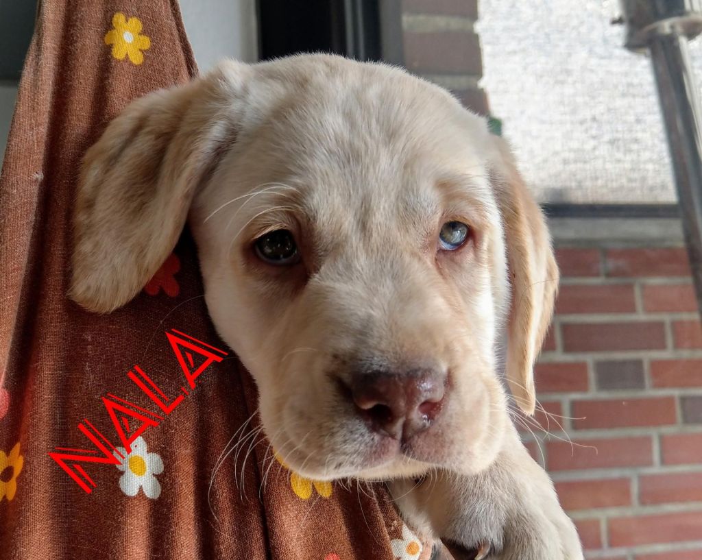 Nala.jpg