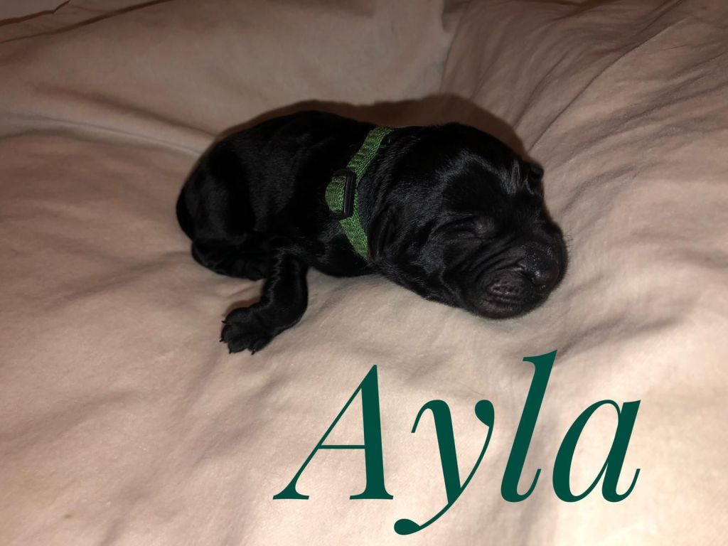 Ayla.jpg