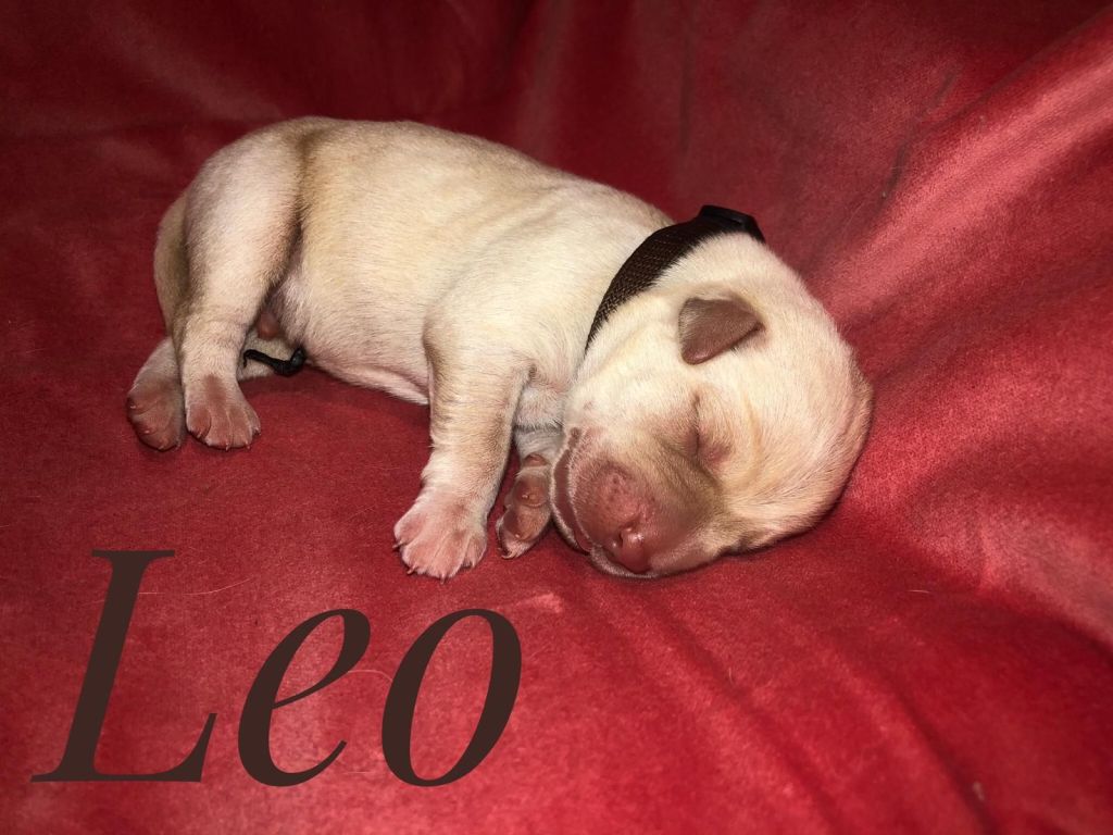 Leo.jpg