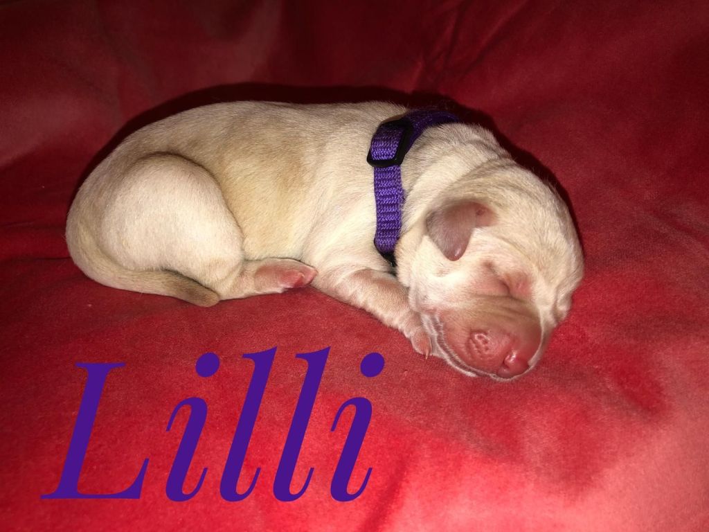 Lilli.jpg