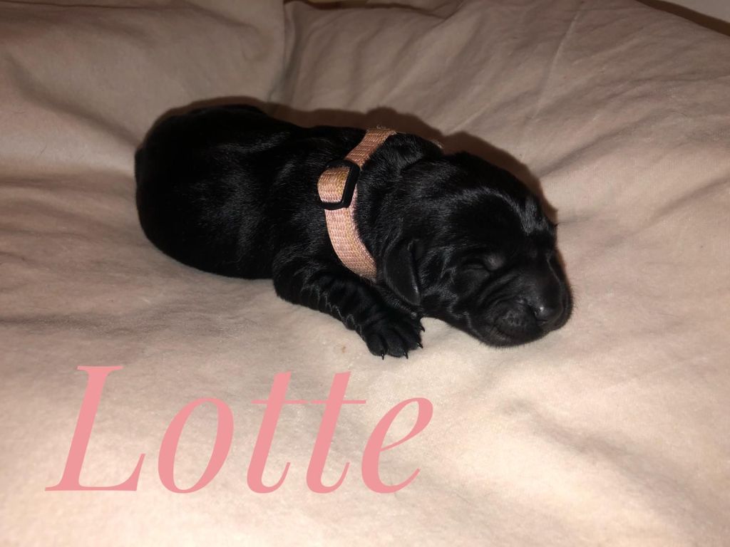 Lotte.jpg