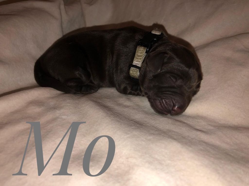 Mo.jpg