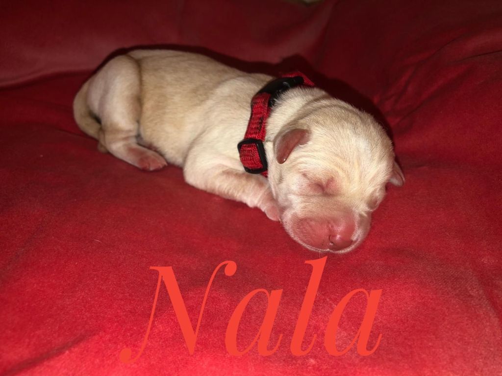 Nala.jpg