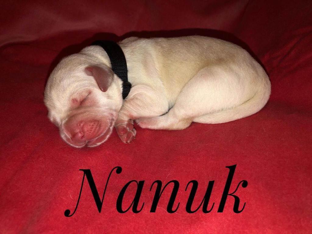 Nanuk.jpg