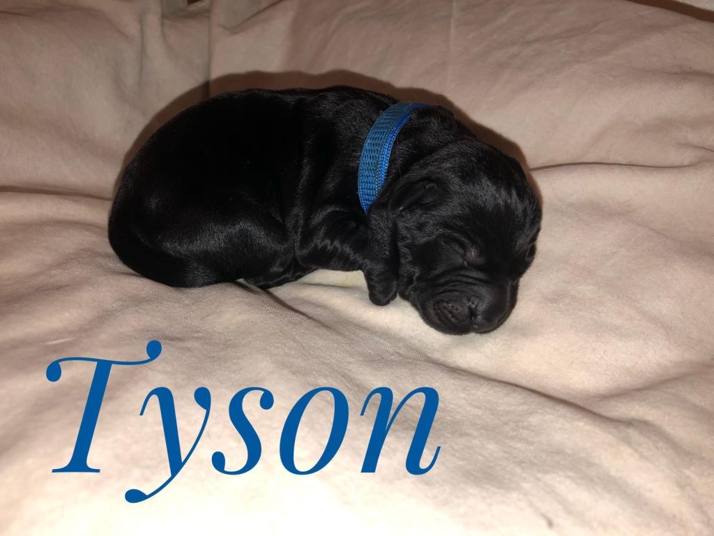 Tyson.jpg
