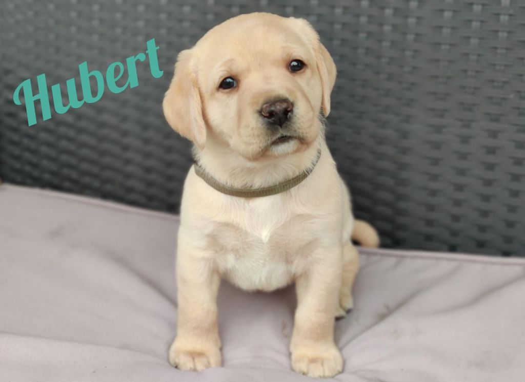 Hubert.jpg